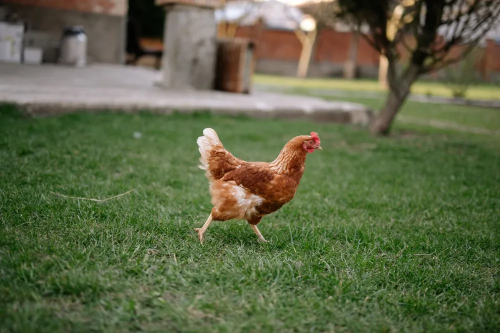 Poules rousses en liberté dans la cour