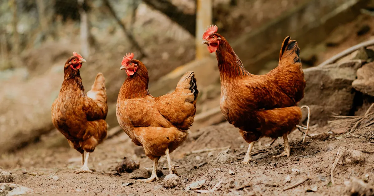 Poules rousses dans un enclos de campagne