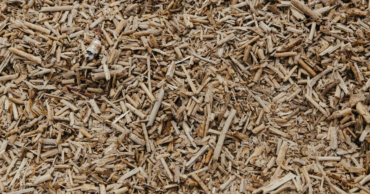 Broyat de branches clair produit par un broyeur de végétaux