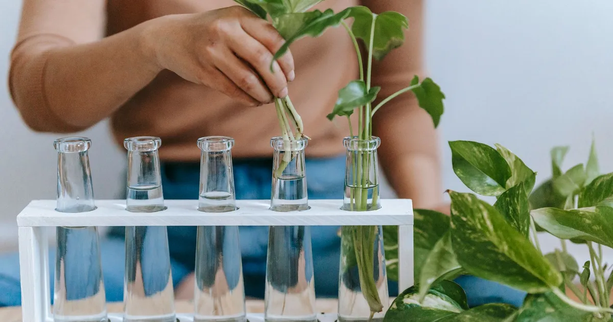 Mains plaçant des boutures de tige aux racines blanches dans des bouteilles d'eau sur une table en bois