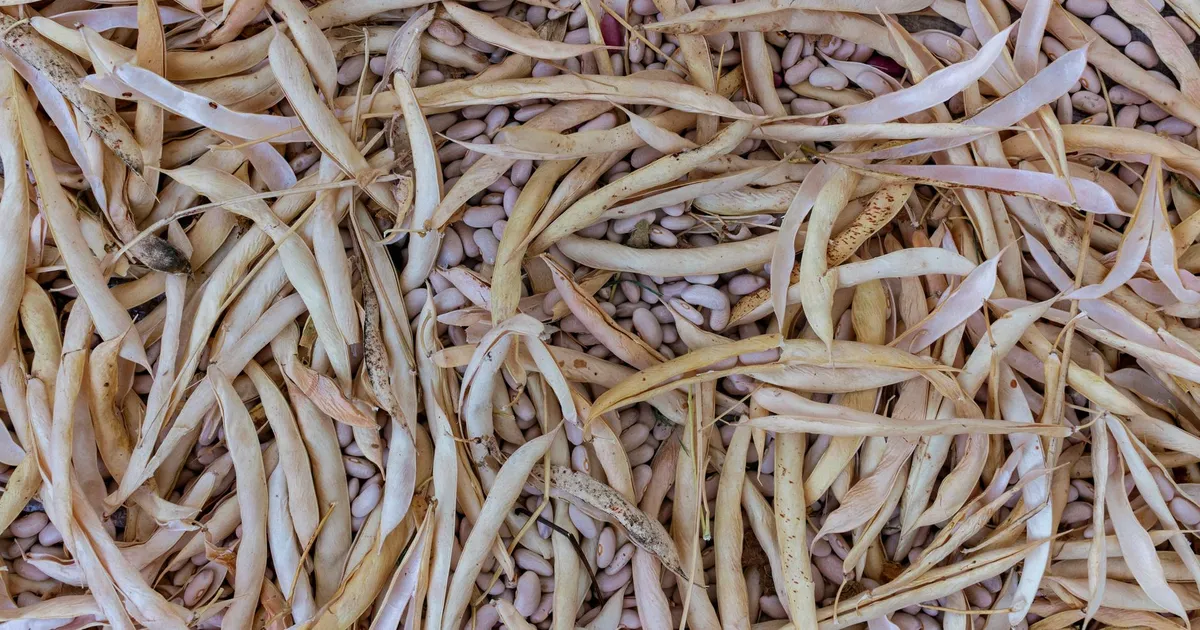 Cosses de haricots coco séchées couleur paille et grains crème en cours d'écossage