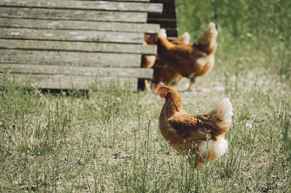 Poules rousses en liberté dans l'herbe devant le poulailler