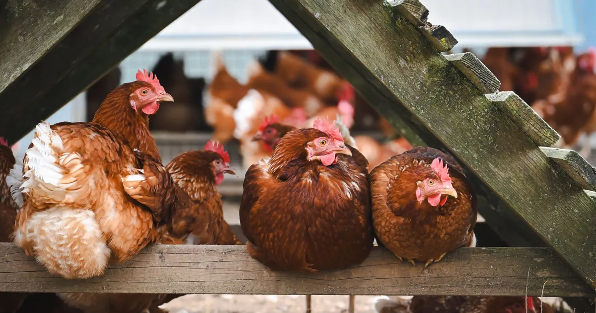Œufs frais ramassés du jour dans un panier devant un poulailler