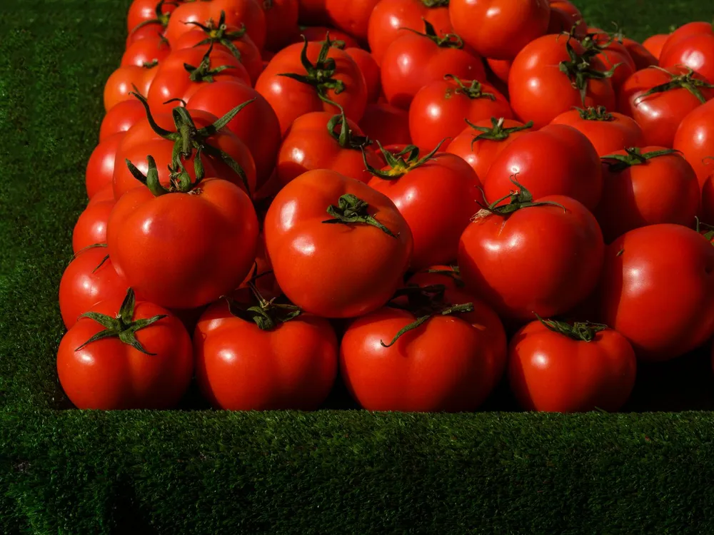 Tomates mûres prêtes à être transformées en coulis