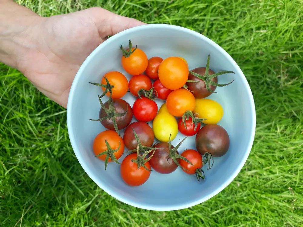 Récolte de tomates variées du potager dans un bol