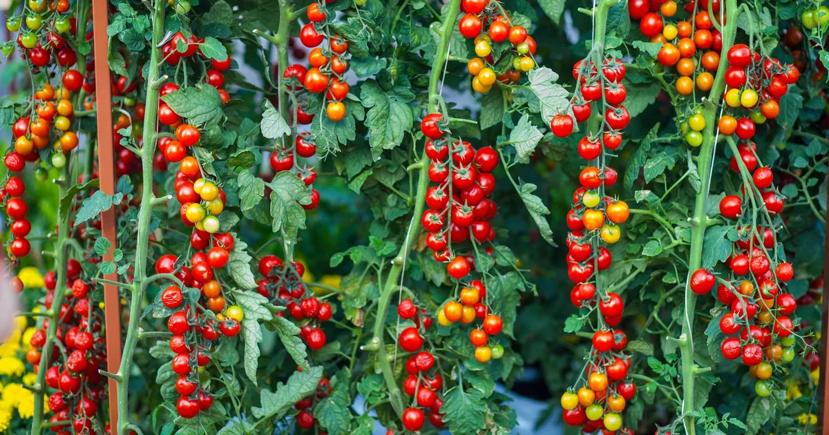 Tomates mûres sur pied au potager, certaines touchées par le cul noir