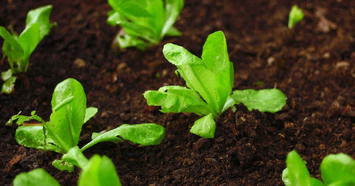 Jeunes plants de laitue en terre sombre et vivante dans un potager, lumière naturelle