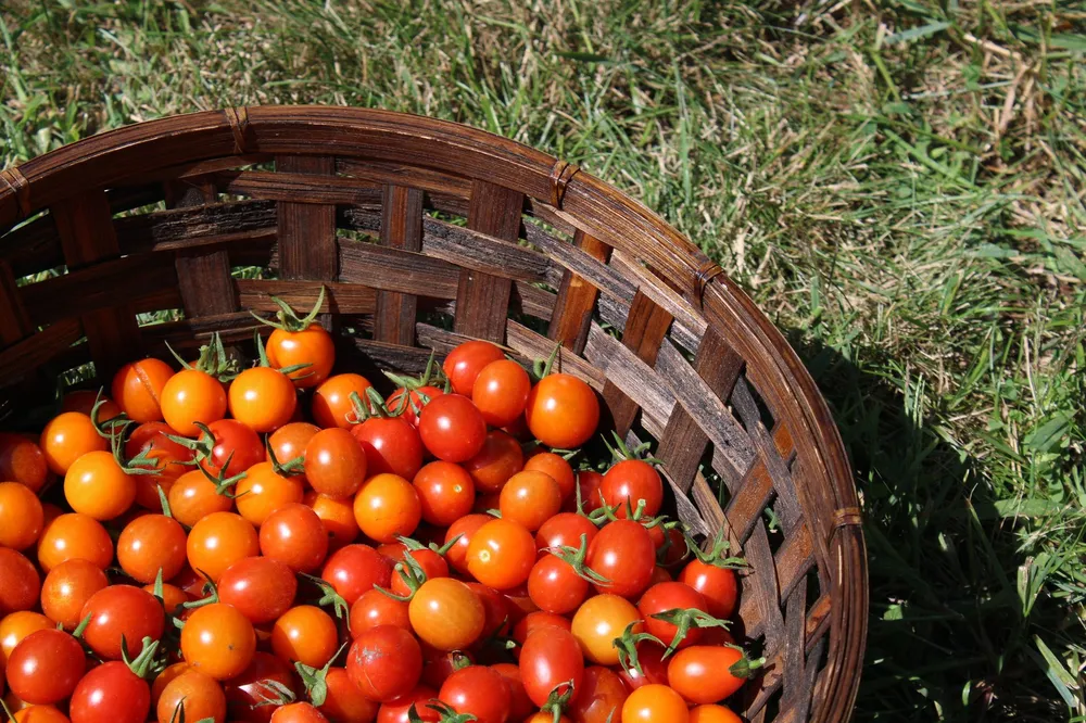 Panier de tomates récoltées arrivées à maturité