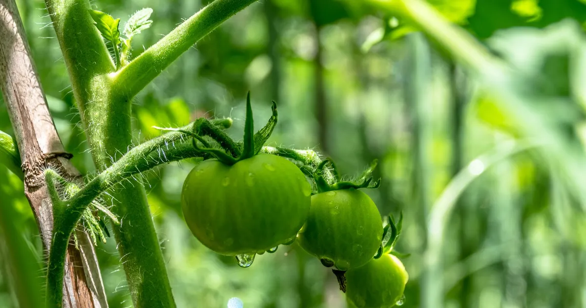 Tomates vertes encore accrochées au pied en fin de saison