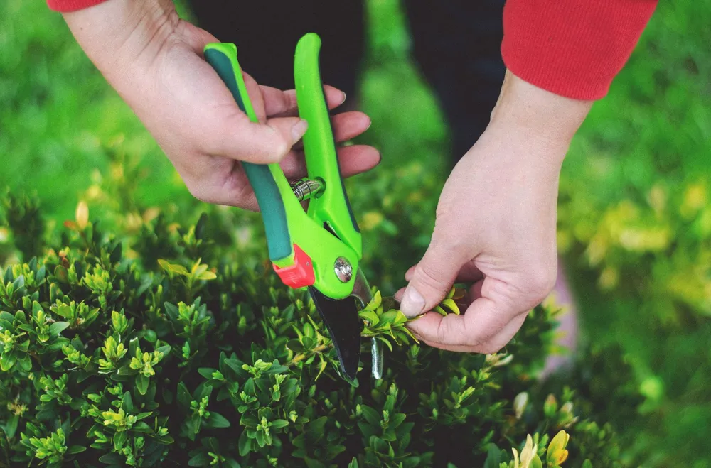 Sécateur en main pour la taille au jardin