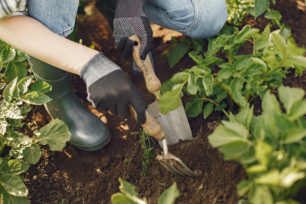 Mains gantées qui retournent la terre du potager à la fourche à main, au pied des plants de pommes de terre