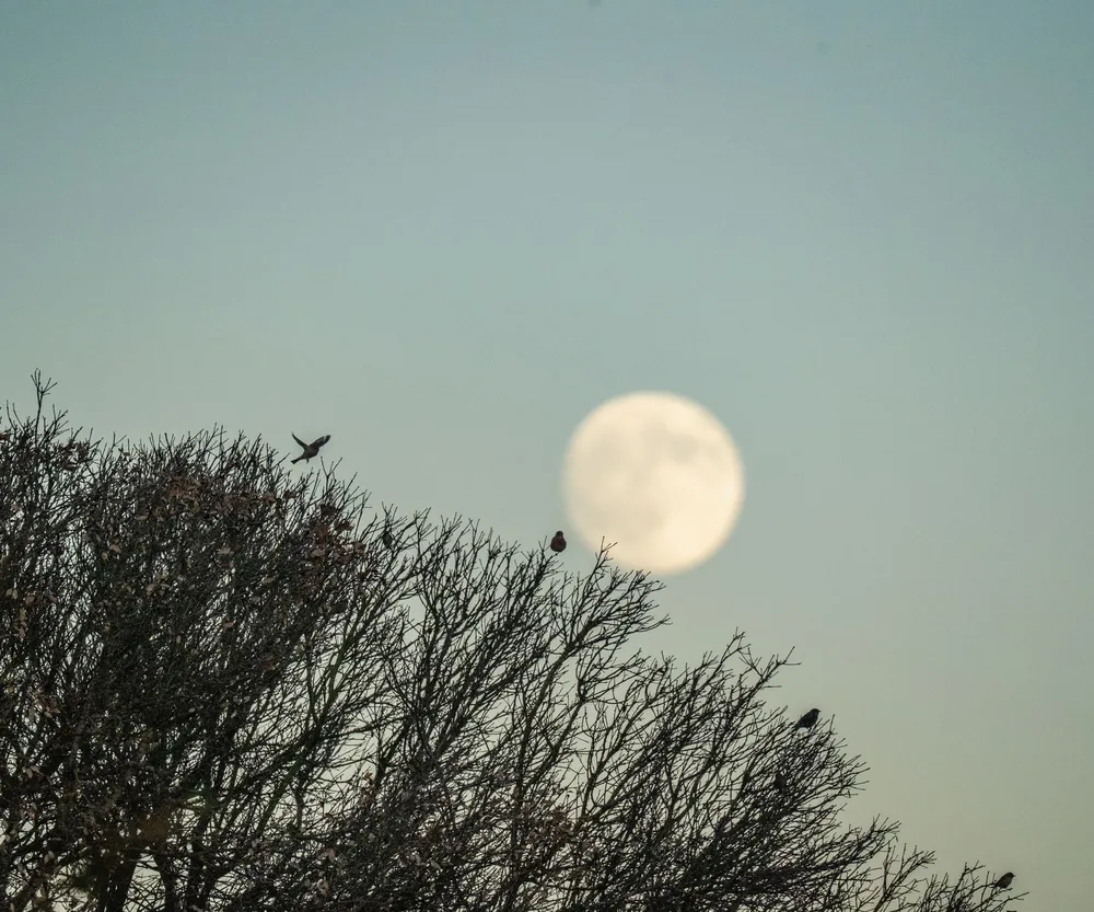 Pleine lune se levant derrière un arbre au crépuscule