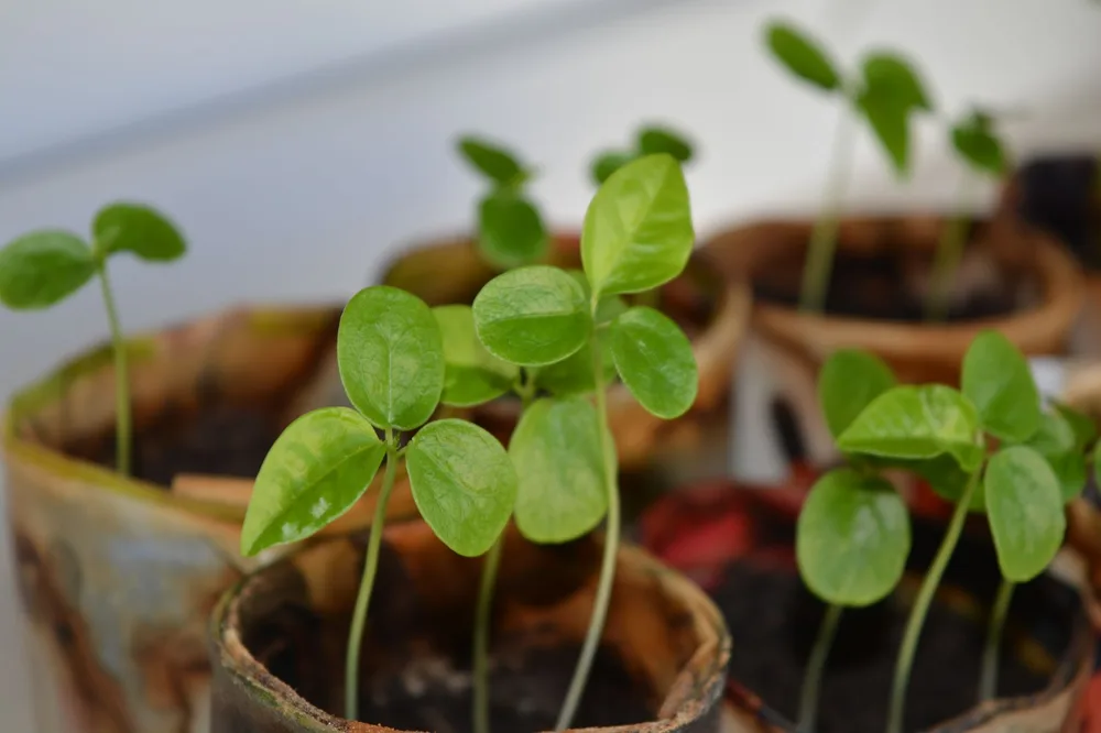 Godets de semis sur le rebord d'une fenêtre, plants au stade cotylédons dans des pots en fibre, lumière naturelle intérieure