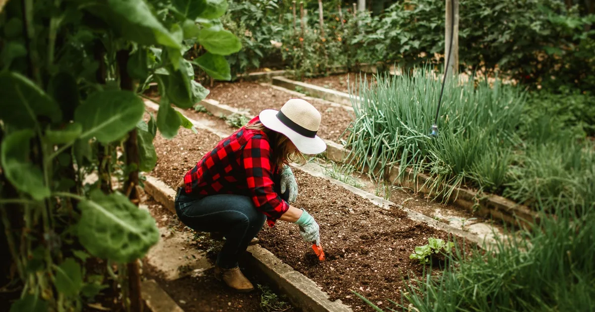 Potager de printemps à Lezavarn, rangées de semis en pleine terre, lumière matinale bretonne grise et douce