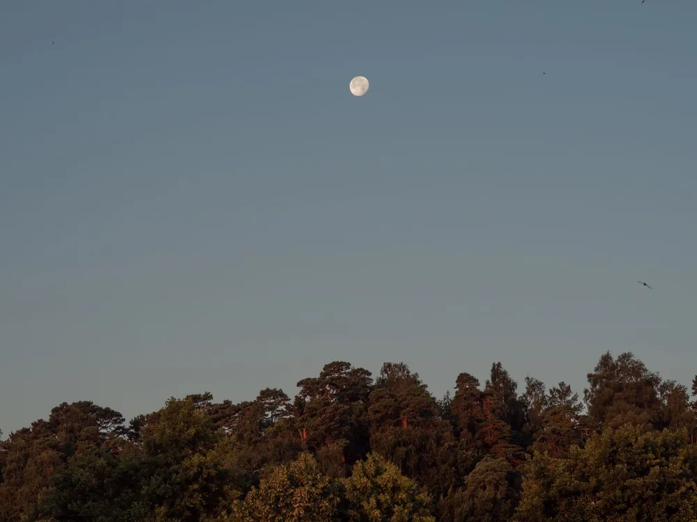 Lune au-dessus des arbres à la tombée du jour