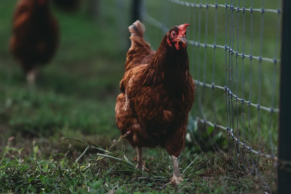 Poules rousses en plein air au jardin