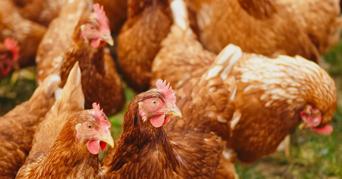 Poules rousses dans un poulailler de campagne