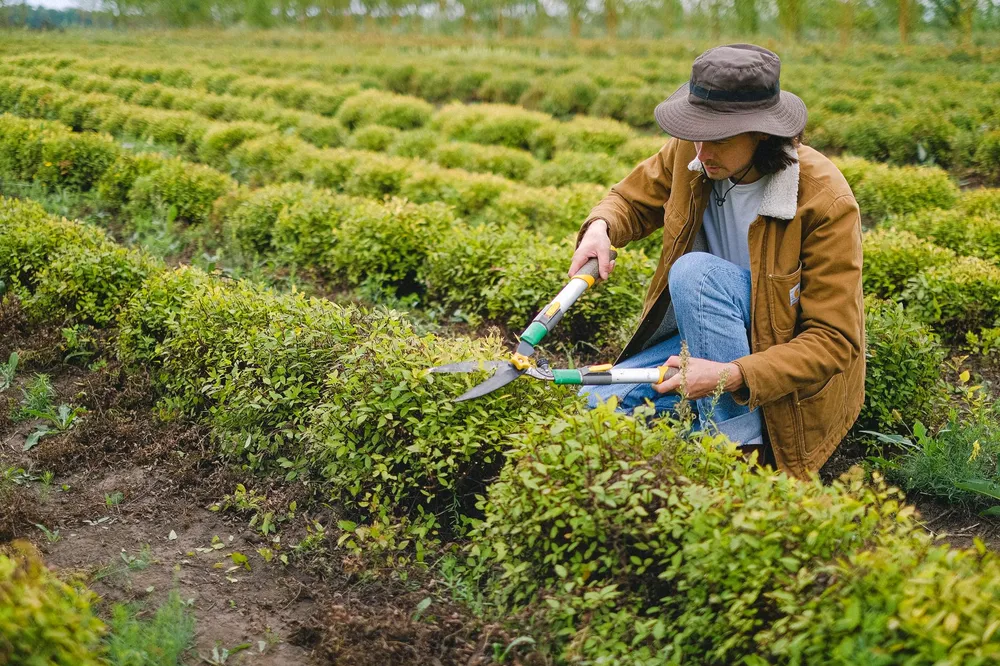 Sécateur et outils de taille au jardin