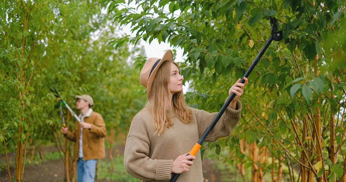 Taille des arbres fruitiers au verger avec un outil de coupe