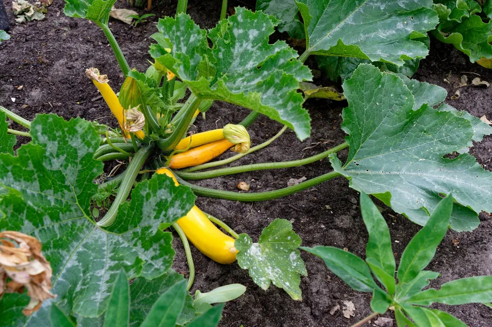 Plant de courgette au potager avec ses fruits