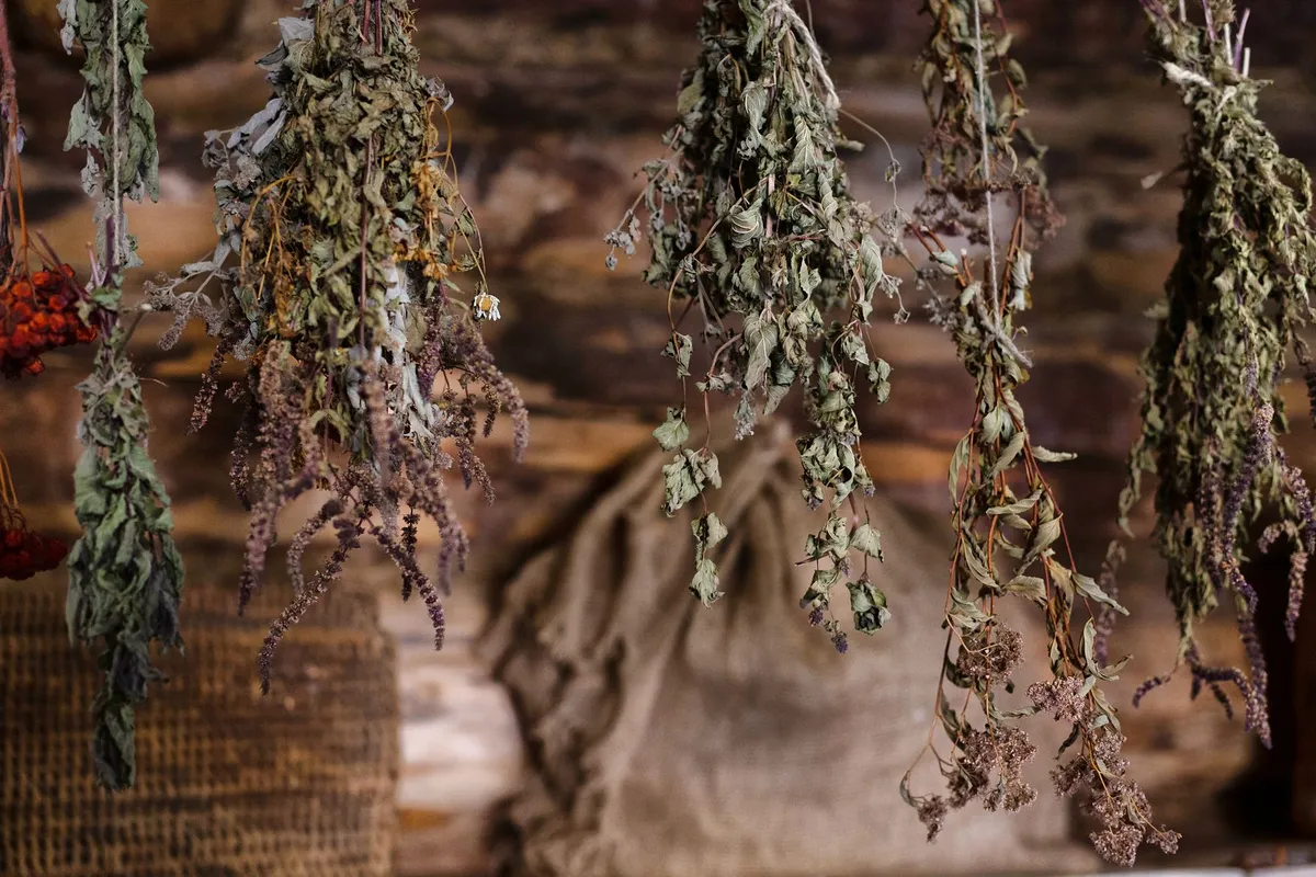 Bouquets de plantes médicinales séchées suspendus tête en bas dans un cellier en pierre, menthe, lavande et sauge visibles