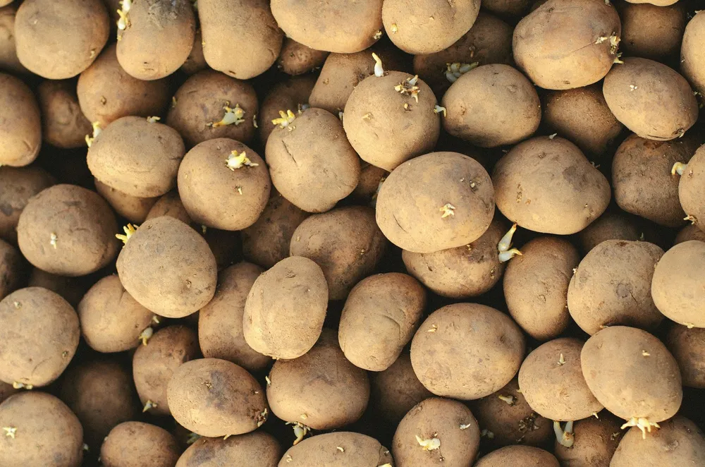 Plants de pommes de terre pré-germés vus de dessus, germes courts et fermes tournés vers le haut avant la mise en terre