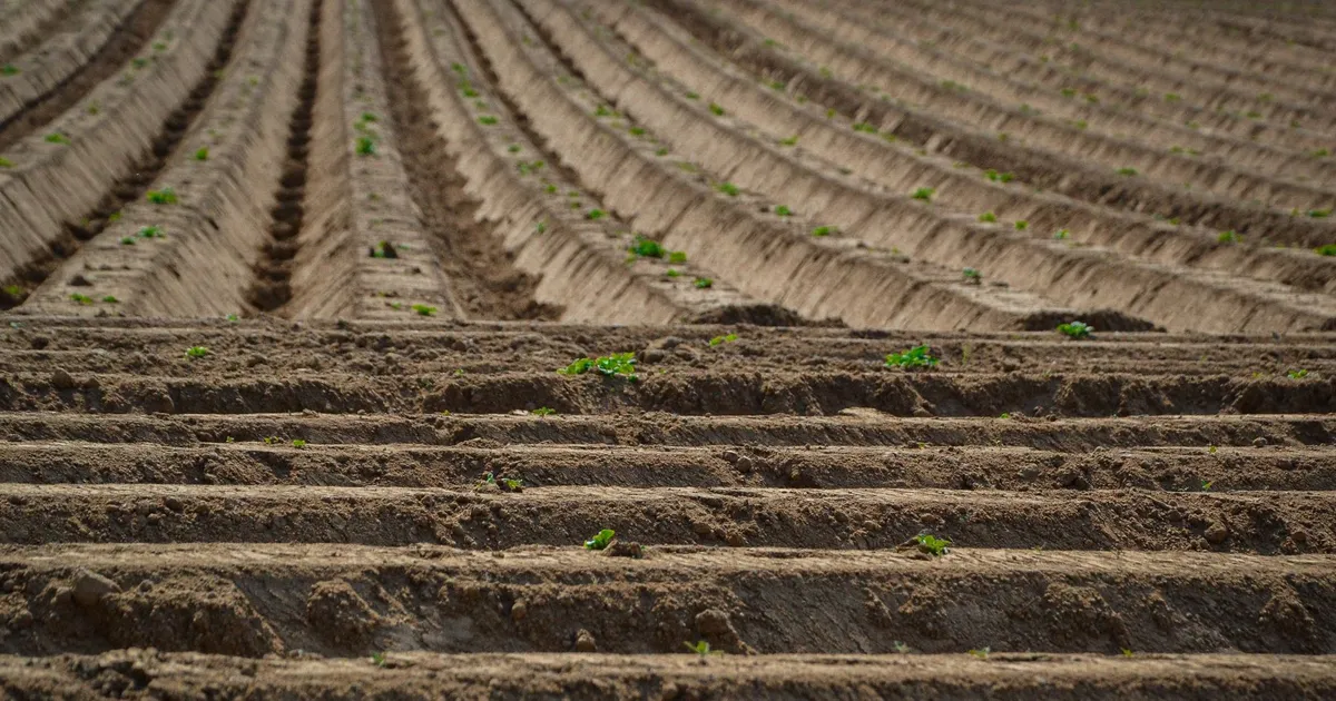 Rangs de pommes de terre buttés en terre brune, jeunes pousses vertes alignées