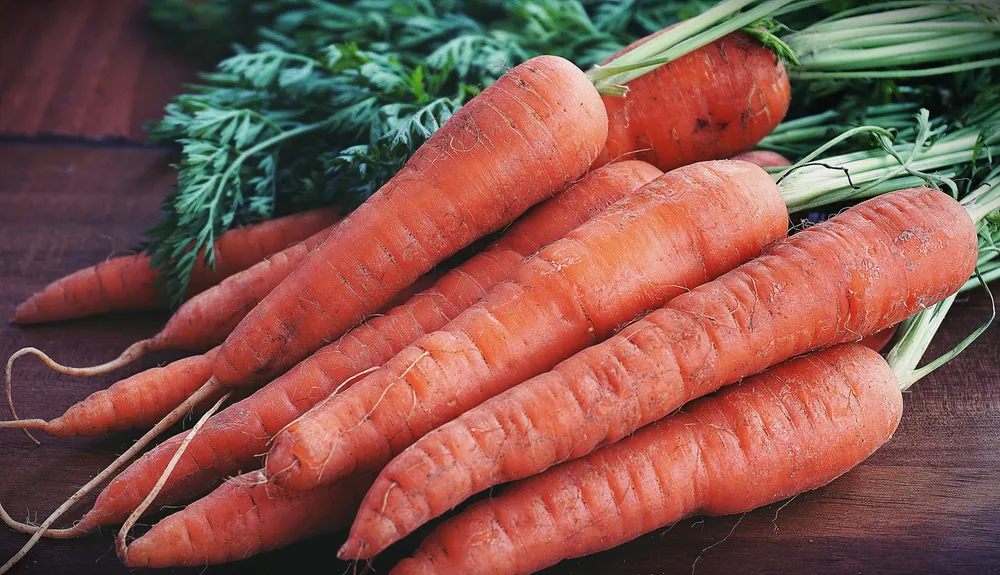 Botte de carottes du jardin encore terreuses