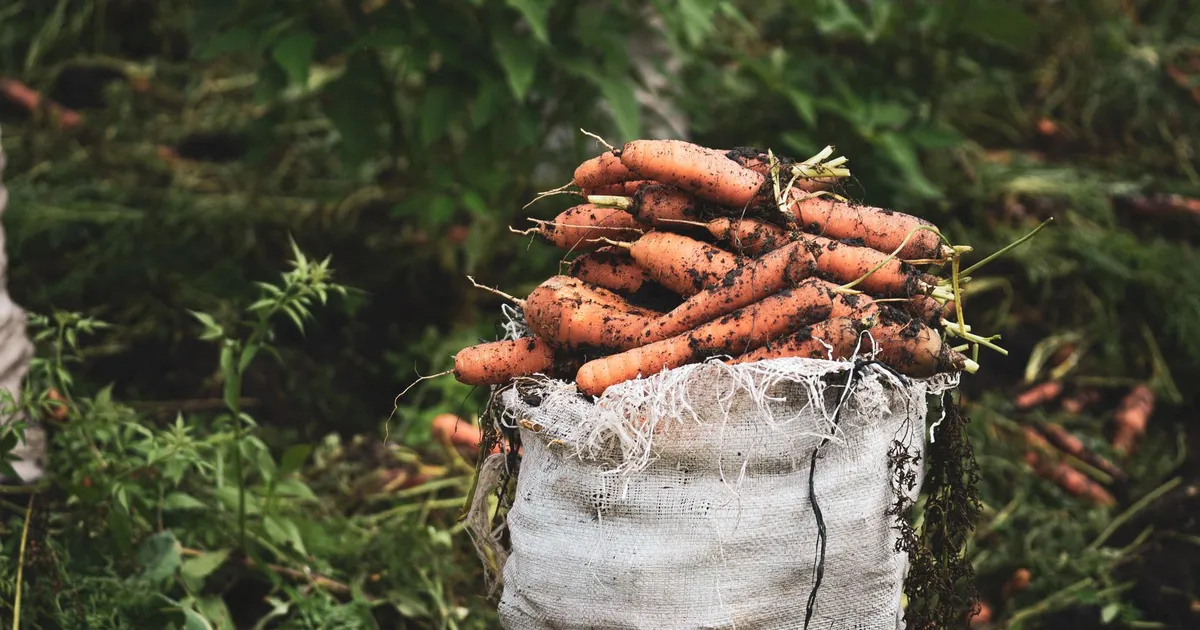 Carottes fraîchement arrachées du potager, certaines fourchues