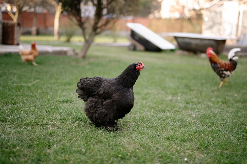 Poules en liberté dans un pré de campagne