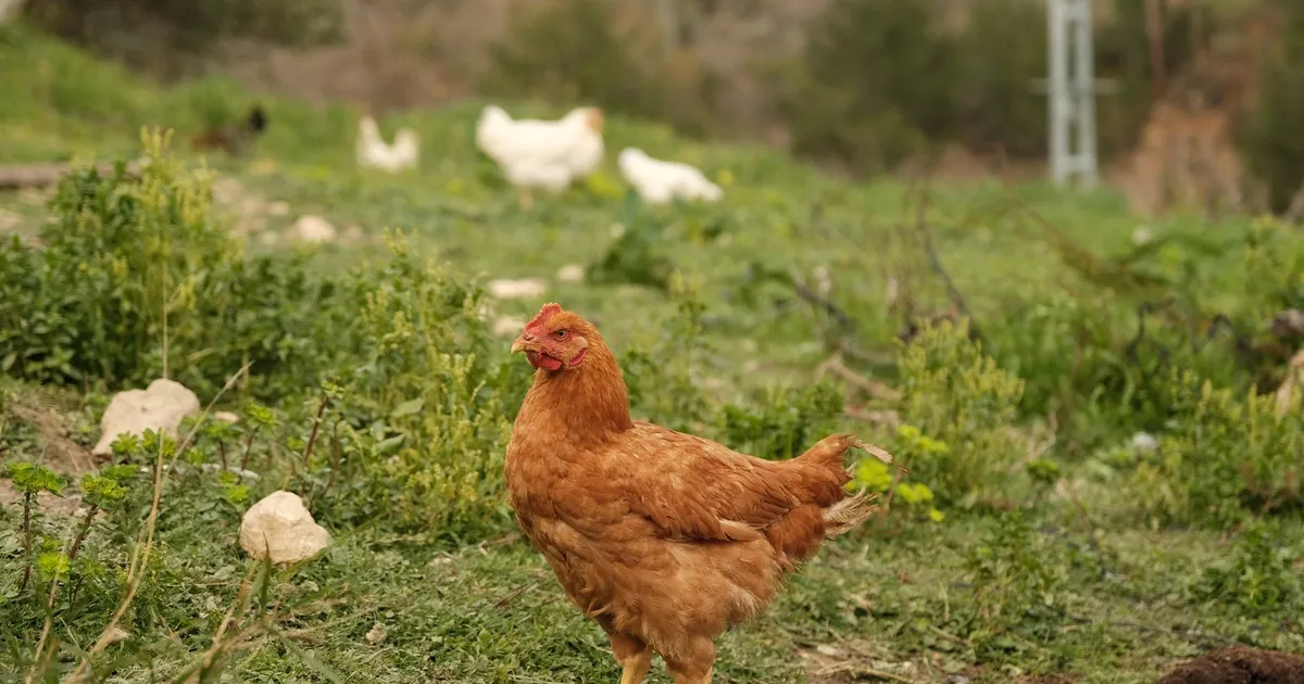 Poule rousse en liberté dans un pré de campagne
