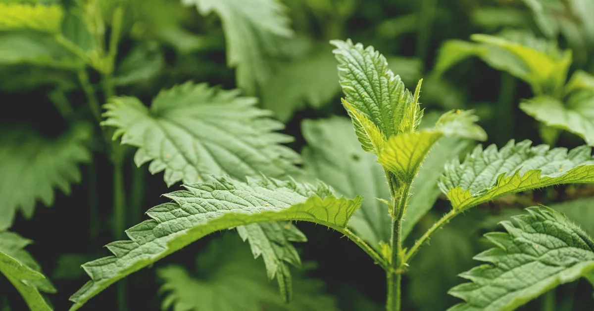 Feuilles d'orties fraîches en gros plan dans un jardin potager, tiges velues caractéristiques de l'ortie dioïque