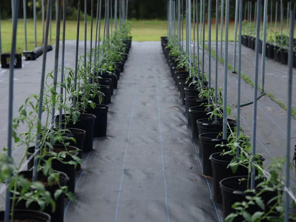 Jeunes plants de tomates en rangs sous abri, prêts à repiquer