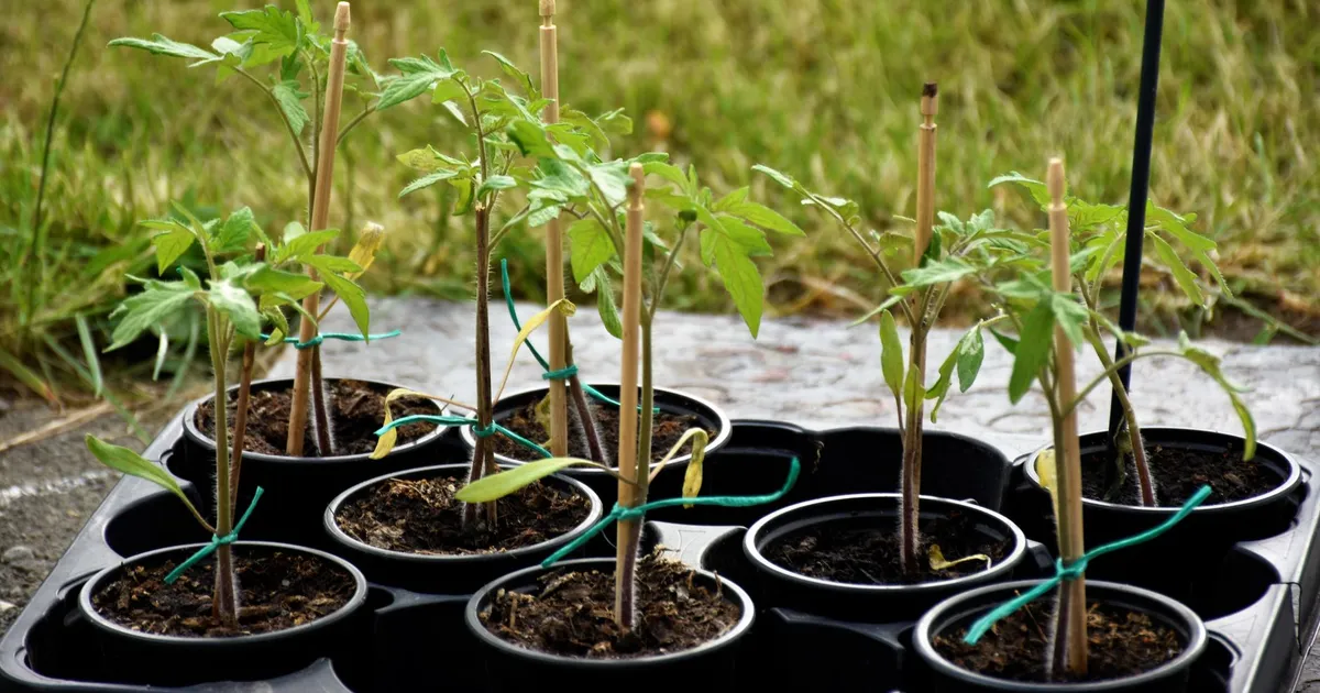 Jeunes plants de tomates en godets sur le rebord d'une fenêtre, semis de printemps