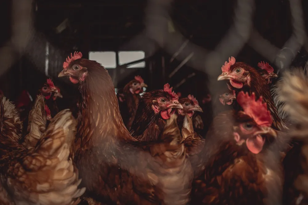 Poules rousses dans leur poulailler de campagne