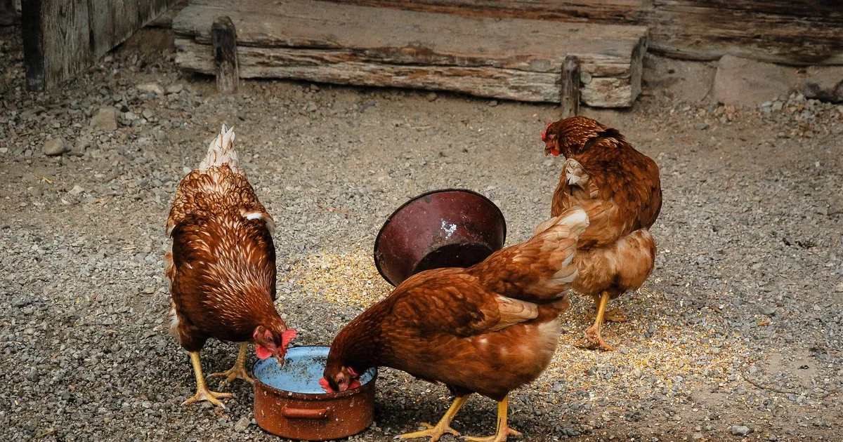 Poules rousses picorant des grains dans une basse-cour de campagne