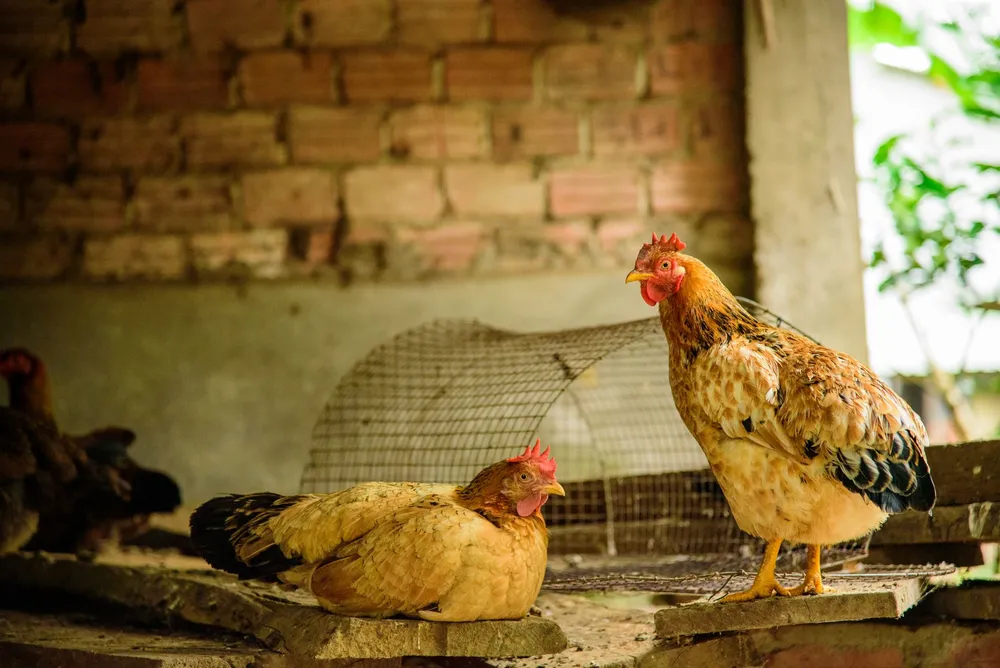 Deux poules de race dorée dans un poulailler rustique