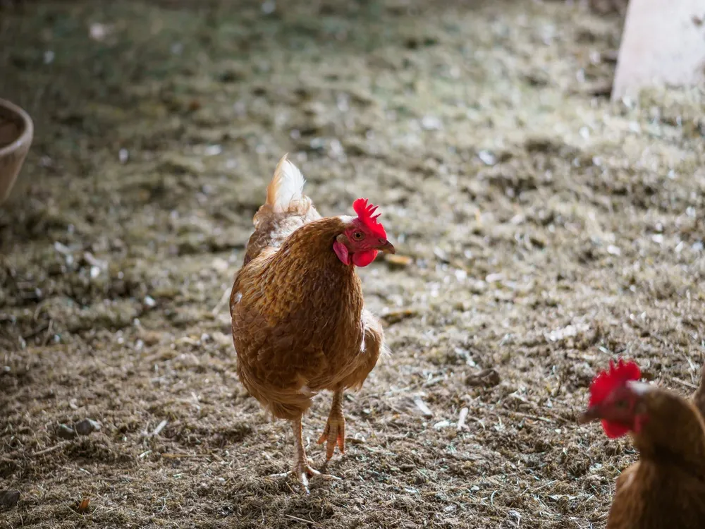 Poule rousse dans un poulailler de campagne
