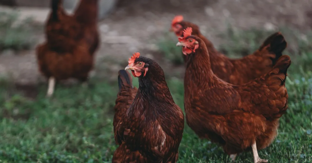 Poules de différentes races dans un poulailler de campagne