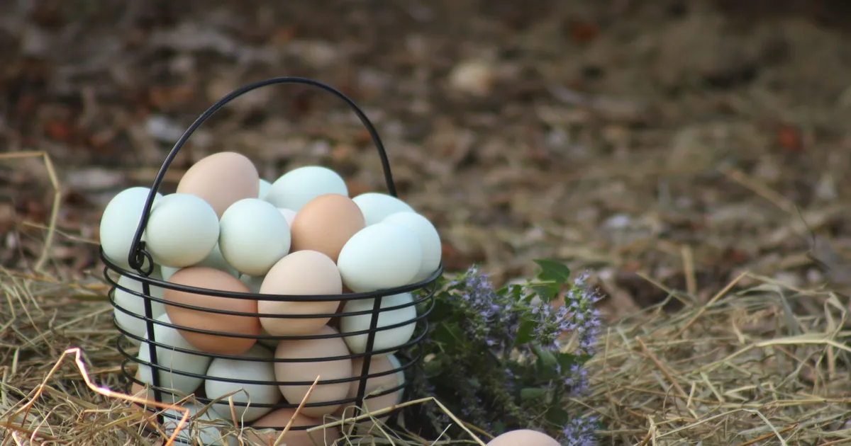 Panier grillagé rempli d'œufs de poule bleu-vert et bruns posé sur de la paille