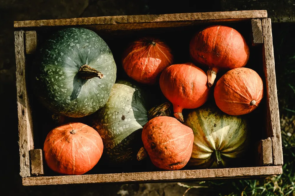 Caisse en bois rustique remplie de courges et légumes récoltés, lumière naturelle extérieure, sans visage