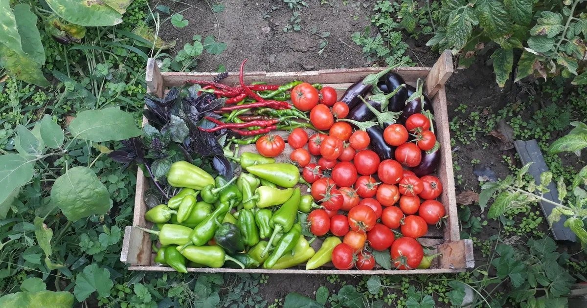 Récolte de légumes du potager de Lezavarn dans une caisse en bois, courgettes, tomates et poireaux