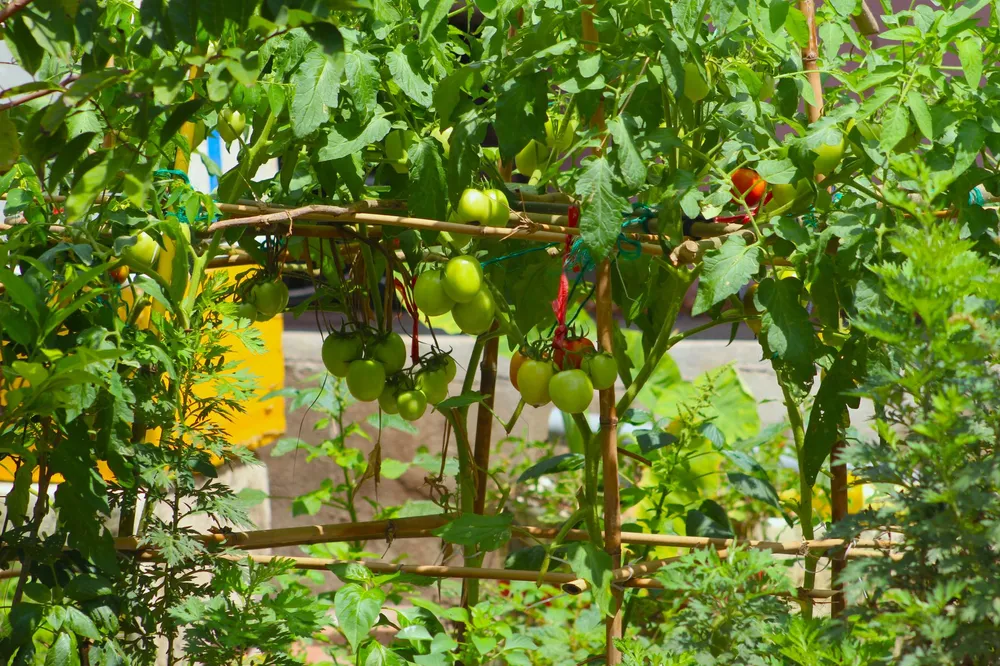 Plants de tomates palissés sur des tuteurs au jardin
