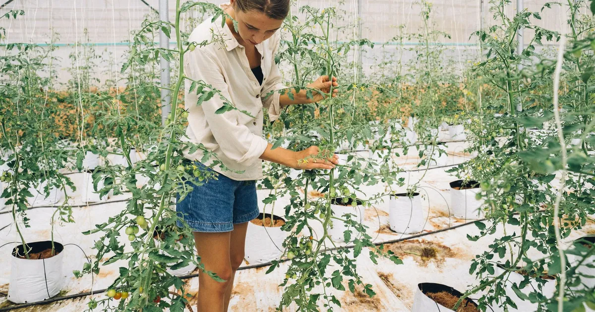 Jardinière s'occupant de ses plants de tomates sous serre