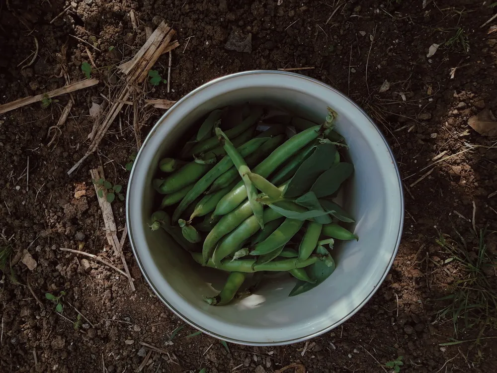 Haricots verts frais en cours de préparation dans un bol