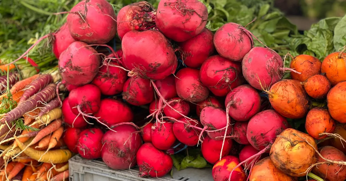 Carottes colorées et betteraves anciennes dans une cagette au potager de Lezavarn, variétés patrimoniales récoltées à l'automne